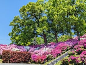 【画像ギャラリー】穀雨のころのヒルトップと「まさかの食材」 画像