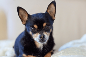 玄関を開けると“ふかふかの道”！？愛犬の謎なお出迎えに「思わず笑った」 画像