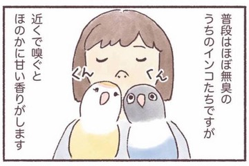 インコはどんなにおいがする？飼い主だけが知る、香りの変化【うちのインコたちは今日もおしゃべり #６】 画像