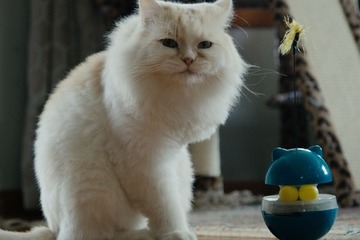 カタールの保護猫たちを大移送『猫たちと7000マイルの旅』監督インタビュー　入場者特典＆Tシャツ販売も決定 画像