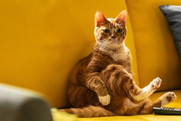 オーディションで選ばれた猫・エヨンのキュートな姿捉える『世界で最後の愛しい娘！』場面写真＆メイキング写真 画像