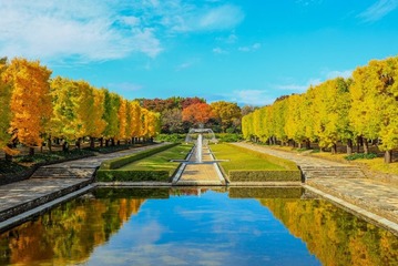 昭和記念公園で「黄葉・紅葉まつり＆秋の夜散歩2026」開催 光と音楽の演出も息をのむ美しさ 画像