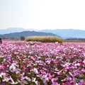 奈良県橿原市／藤原宮跡（C）モデルプレス