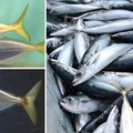 魚の一生を追いかける…高校・大学生向け講座12/8 画像