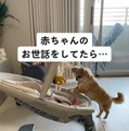 【心臓が弱い方は見ないでください】昼と夜、別人のような顔を持つ愛犬に驚愕…！赤ちゃんのお世話をよく手伝ってくれる優しいチワワが夜に人目を盗んでしていたこととは