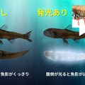 カウンターイルミネーションの仕組み