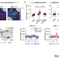 メスの提示による早期ノンレム睡眠時の扁桃体-M2-S1間の同期発火増強