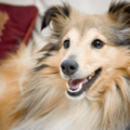 家に入れなくなった家族…「鍵を開けて」と犬に声をかけると⇒愛犬の”予想外の行動”に「笑った」「天才」 画像