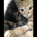 動物病院で…「鍵をかけたはずなのに！」愛猫の”まさかの行動”で⇒獣医「この子たちは頭がいい」 画像