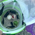 壱岐のクワガタ探索～早朝虫捕り～