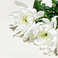 ガッツ石松さん、死去 享年76「OK牧場」生みの親・ガッツポーズ広めた元プロボクサー