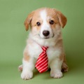 嫌いな上司の前では「子犬になる」のが正解⁉ 総資産「数百億円」を築いた実業家が実践した「苦手な人との関わり方」