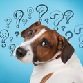 「尻尾を“脚”と呼んだ場合、犬の脚は何本？」著名投資家ウォーレン・バフェット氏が紹介したなぞなぞに隠された「おいしい話」に騙されないための考え方