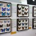 標本展示コーナー