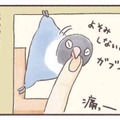 インコもやきもちをやく!? 大好きな飼い主に見せる”嫉妬サイン”【うちのインコたちは今日もおしゃべり #４】