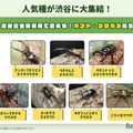 人気種が渋谷に大集合
