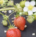 高級ブランドイチゴ「あまおう」＝福岡県大木町