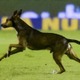 ボールが好き過ぎる犬が試合に乱入！選手を股抜きする 画像