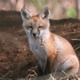 ピッチにキツネが3回乱入。袋で遊ぶ 画像