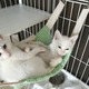 動物虐待摘発21年最多170件 画像