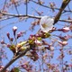 北海道に桜前線が到達 画像