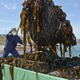 コンブ漁の日ロ交渉開始 画像