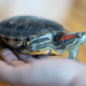 家の中で放飼いしていた亀　その後、予想外な居場所に「プッ」「居心地よさそう」 画像