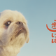 フォワー18万人超えの人気犬が前野朋哉と共演、短編映画『犬も歩けば』YouTubeにて公開 画像