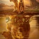 【金ロー】2週連続ディズニー「ライオン・キング：ムファサ」「モアナと伝説の海２」本編ノーカットで初放送 画像