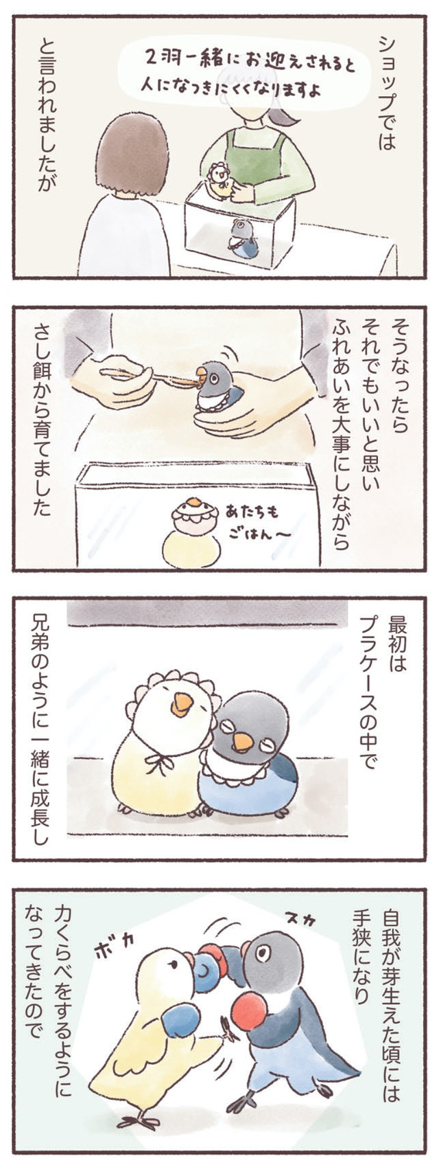 うちのインコたちは今日もおしゃべり