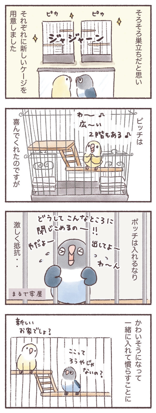 うちのインコたちは今日もおしゃべり