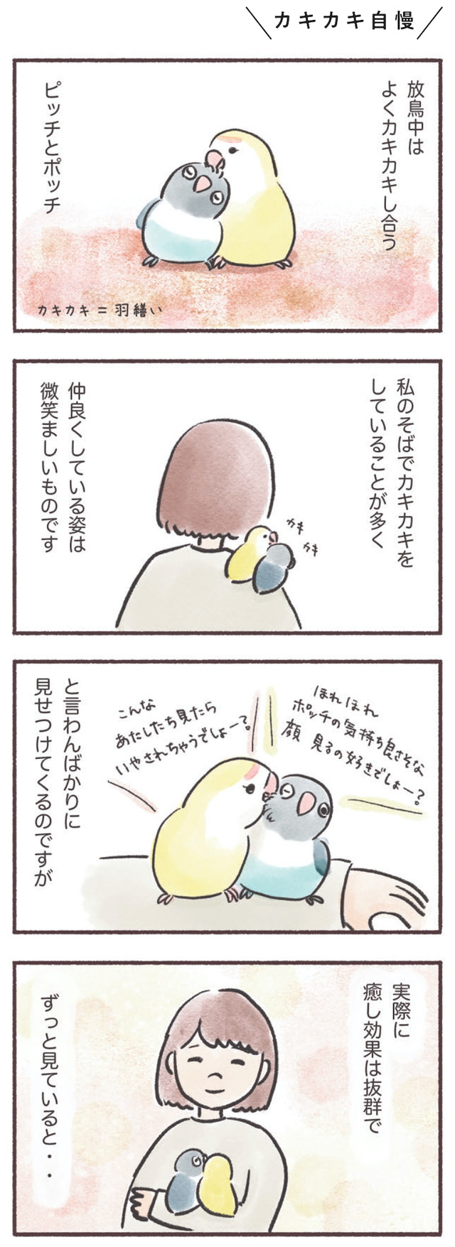 うちのインコたちは今日もおしゃべり