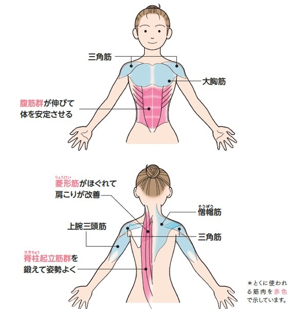 「伸びの運動」で動かす筋肉